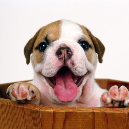 MENÚ BARF PARA PERROS