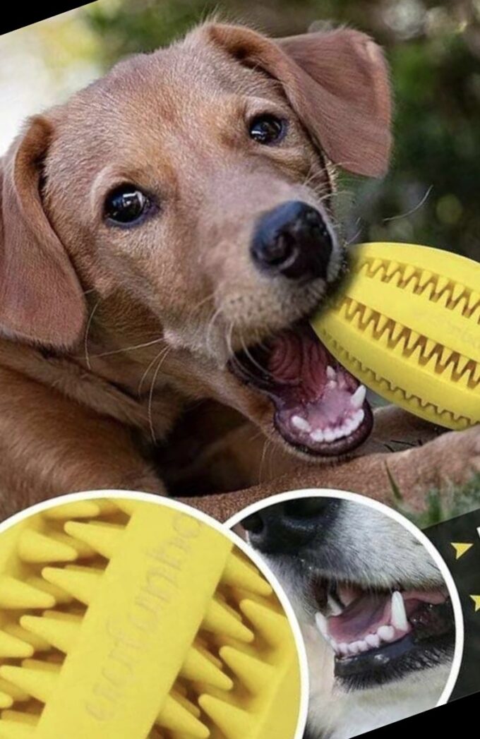 Pelota de rugby para perro