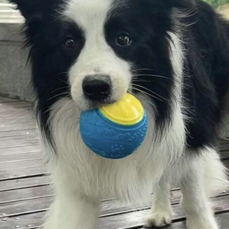 Pelota de goma masticable| colores aleatorios