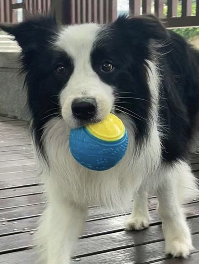 Pelota de goma masticable| colores aleatorios